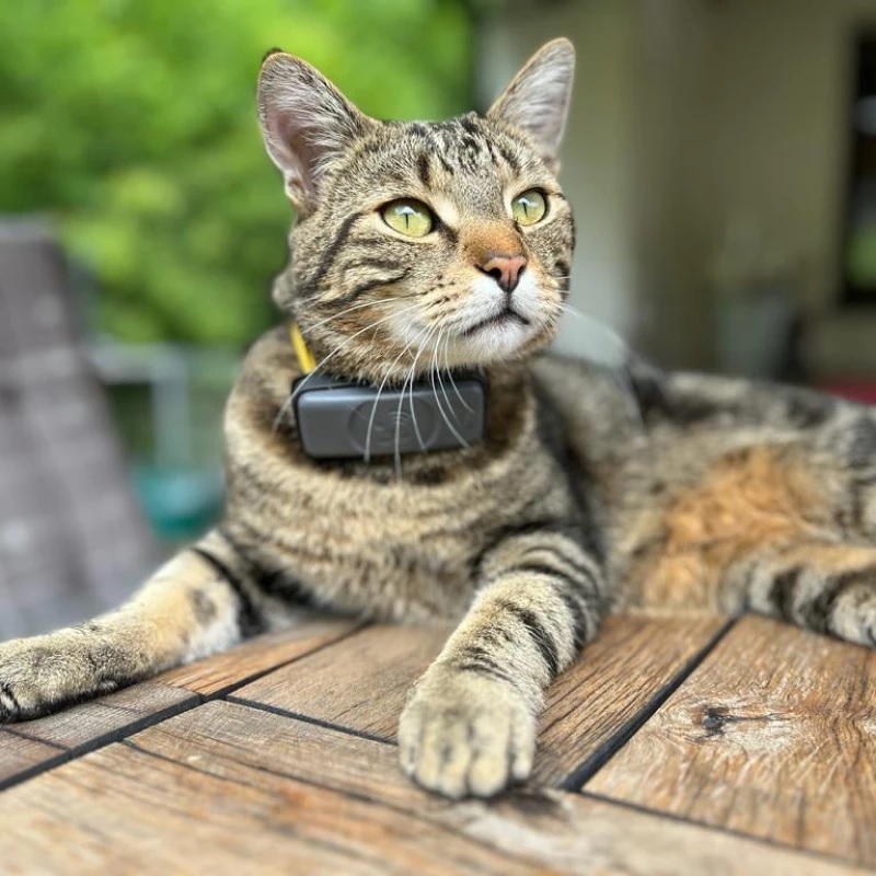 GPS-Tracker für Katzen "maxi zoo tracker" von Fressnapf