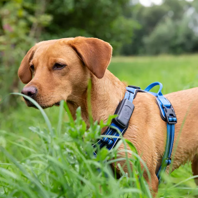 GPS-Tracker für Hunde von Fressnapf - Zubehör für Hunde - Hund mit Tracker